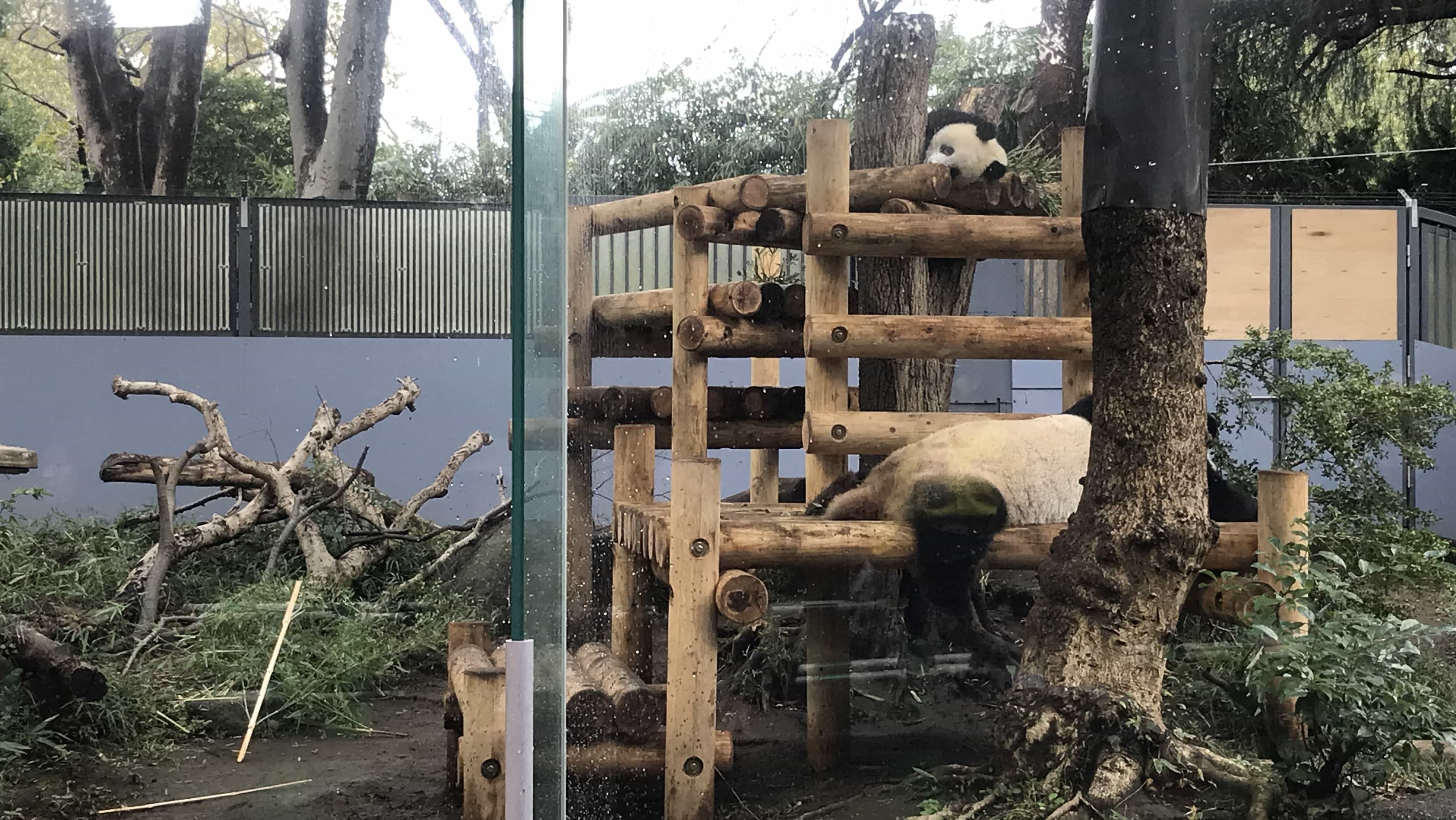 Pandabären im Ueno Zoo in Tokio