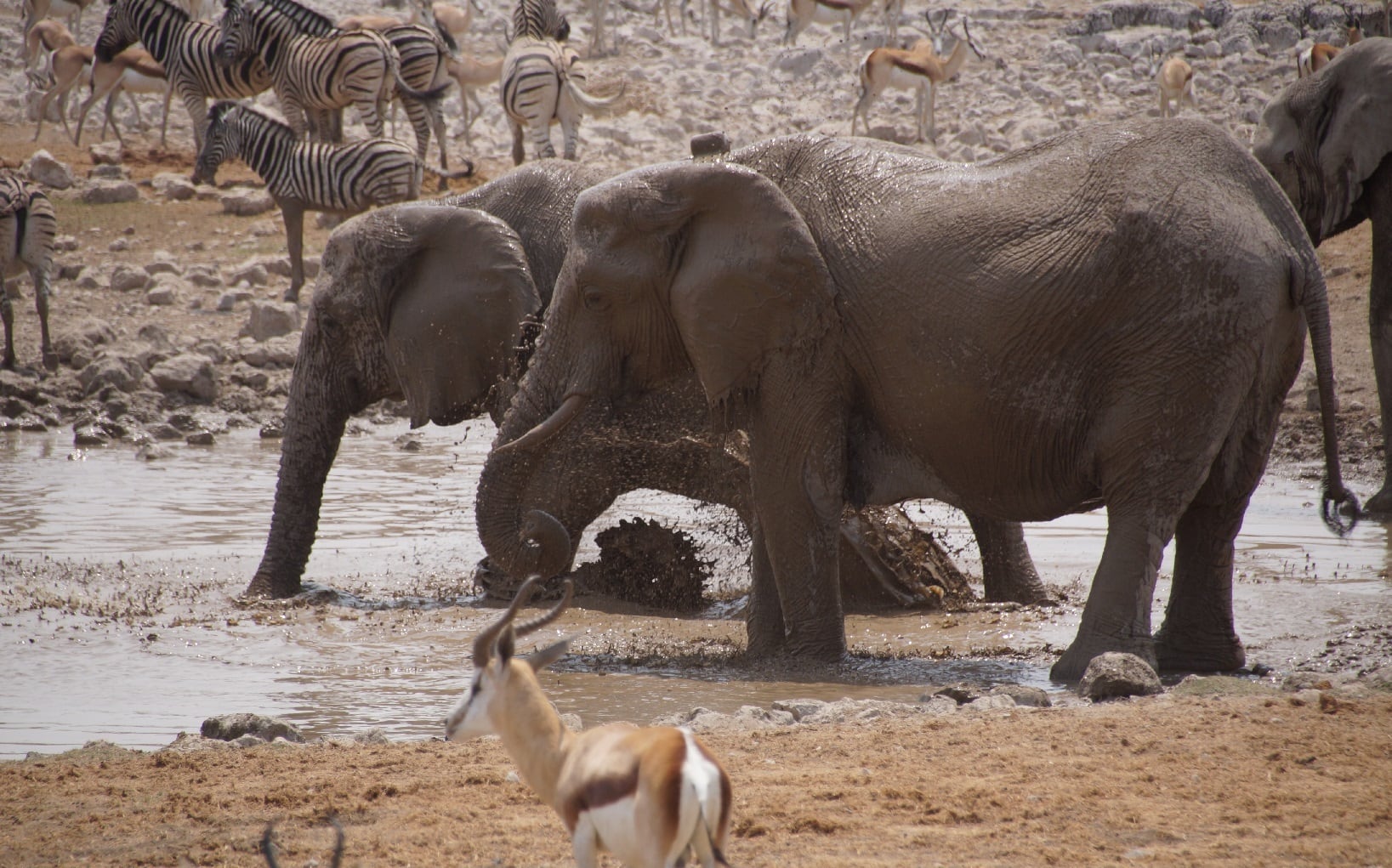 Elefanten im Wasserbad im Etosha Nationalpark