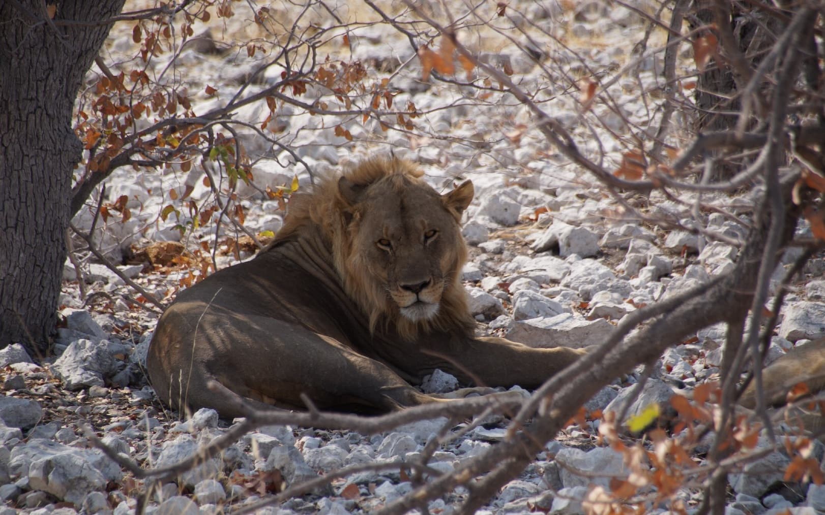 Löwe im Etosha Nationalpark